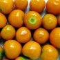 Goldenberry Physalis peruviana 100 Seeds