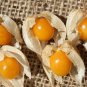 Goldenberry Physalis peruviana 100 Seeds