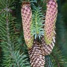 Sitka Spruce   Picea sitchensis   20 Seeds
