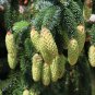 Sitka Spruce   Picea sitchensis   20 Seeds