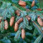 Sitka Spruce   Picea sitchensis   20 Seeds