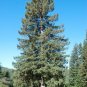 Sitka Spruce Picea sitchensis 20 Seeds