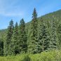 Sitka Spruce   Picea sitchensis   20 Seeds