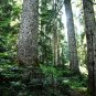 Sitka Spruce   Picea sitchensis   20 Seeds