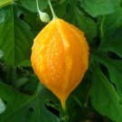 Bitter Melon Momordica charantia 100 Seeds Bitter Melon Momordica charantia 100 Seeds