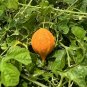 Bitter Melon  Momordica charantia  100 Seeds