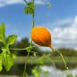 Bitter Melon  Momordica charantia  100 Seeds