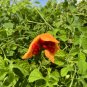 Bitter Melon  Momordica charantia  100 Seeds