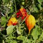 Bitter Melon  Momordica charantia  100 Seeds