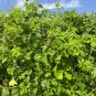 Bitter Melon  Momordica charantia  100 Seeds