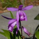 Hardy Ground Orchid  1000 Seeds  Bletilla striata