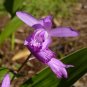 Hardy Ground Orchid  1000 Seeds  Bletilla striata