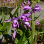 Hardy Ground Orchid  1000 Seeds  Bletilla striata
