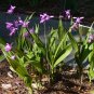 Hardy Ground Orchid  1000 Seeds  Bletilla striata