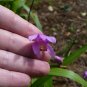 Hardy Ground Orchid  1000 Seeds  Bletilla striata