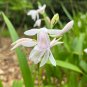 Hardy Ground Orchid  1000 Seeds  Bletilla striata