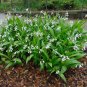 Hardy Ground Orchid  1000 Seeds  Bletilla striata