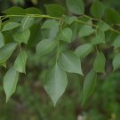 Indian Rosewood Dalbergia sissoo 20 Seeds