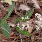 Sandhill Milkweed Asclepias humistrata 10 Seeds Sandhill Milkweed Asclepias humistrata 10 Seeds