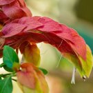 Shrimp Plant 10 Seeds Justicia brandegeeana