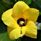 Sea Hibiscus Mahoe Hibiscus tiliaceus 20 Seeds