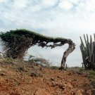 Divi Divi Tree 5 Seeds Caesalpinia coriaria Divi Divi Tree 5 Seeds Caesalpinia coriaria