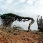 Divi Divi Tree  5 Seeds  Caesalpinia coriaria