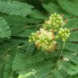 Divi Divi Tree  5 Seeds  Caesalpinia coriaria