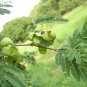 Divi Divi Tree  5 Seeds  Caesalpinia coriaria