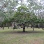 Divi Divi Tree  5 Seeds  Caesalpinia coriaria