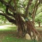 Divi Divi Tree  5 Seeds  Caesalpinia coriaria