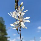 Tarflower  100 Seeds  Bejaria racemosa