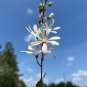 Tarflower 100 Seeds Bejaria racemosa
