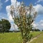 Tarflower 100 Seeds Bejaria racemosa