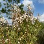 Tarflower 100 Seeds Bejaria racemosa