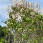 Tarflower 100 Seeds Bejaria racemosa