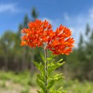 Butterfly Weed 100 Seeds Asclepias tuberosa Butterfly Weed 100 Seeds Asclepias tuberosa
