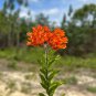 Butterfly Weed  100 Seeds  Asclepias tuberosa