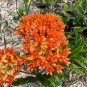 Butterfly Weed  100 Seeds  Asclepias tuberosa