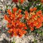 Butterfly Weed  100 Seeds  Asclepias tuberosa
