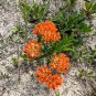 Butterfly Weed  100 Seeds  Asclepias tuberosa