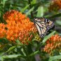 Butterfly Weed  100 Seeds  Asclepias tuberosa