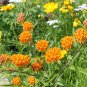 Butterfly Weed  100 Seeds  Asclepias tuberosa