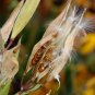 Butterfly Weed  100 Seeds  Asclepias tuberosa