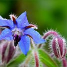 Borage Starflower 100 Seeds Borago officinalis Borage Starflower 100 Seeds Borago officinalis
