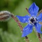 Borage Starflower 100 Seeds Borago officinalis