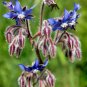 Borage Starflower 100 Seeds Borago officinalis