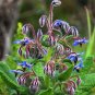 Borage Starflower 100 Seeds Borago officinalis