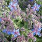 Borage Starflower 100 Seeds Borago officinalis