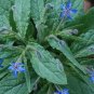 Borage Starflower 100 Seeds Borago officinalis
